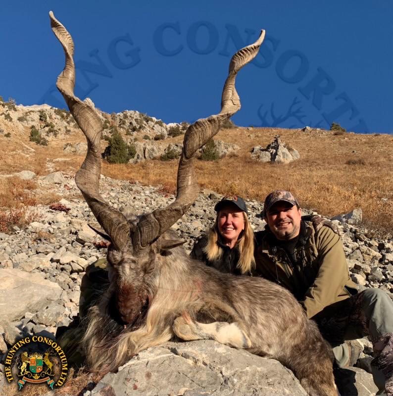 Hunting Markhor | Hunting Consortium The various subspecies of Markhor are  the most coveted trophies of mountain game in the world and they are also  the rarest. Currently, four varieties are huntable.