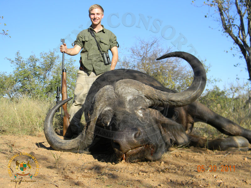 Cape Buffalo | Hunting Consortium The Cape buffalo is one of Africa’s ...