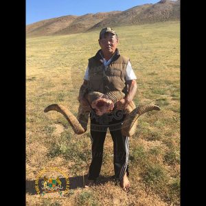 Mongolian Argalis | Hunting Consortium