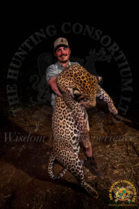 Huge African Leopard Hunting trophy. The best African Leopard Hunts in the world. African Leopard Hunting at its best.