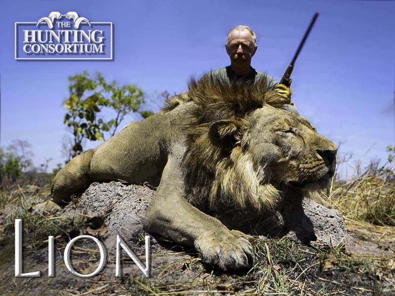 African Lion Hunting Information Featured Image of a hunter posing with the prize of his trophy lion hunt
