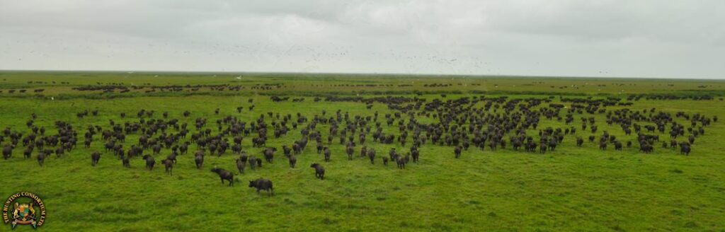 Photo of Buffalo herd in the Zambeze Delta of Mozambique Safari