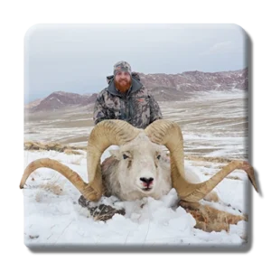 marco polo argali copy