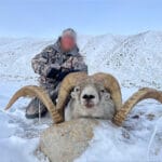 63 inch Marco Polo Argali Sheep Hunting Trophy