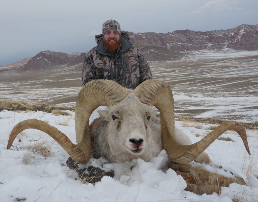 Biggest Marco Polo Sheep Hunting Trophy 68 inch x 67 inch