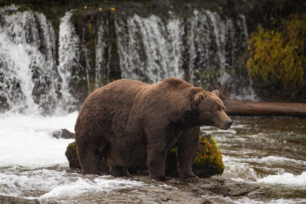 Wild Alaskan Kodiak brown Bear hunting for his next meal in the water