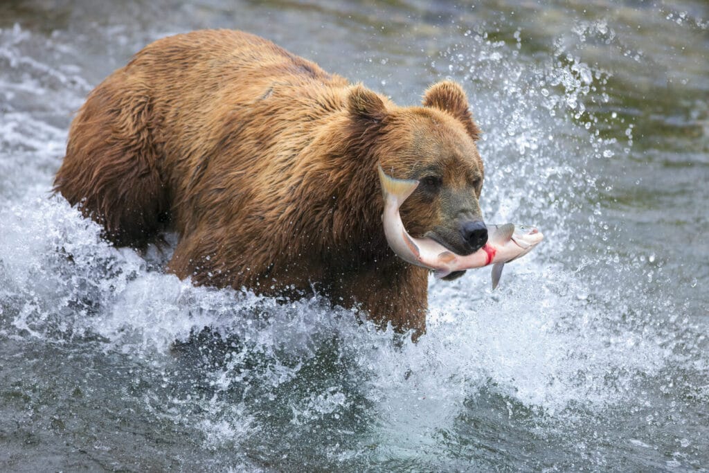 Kodiak Brown bear hunting a fish in a river