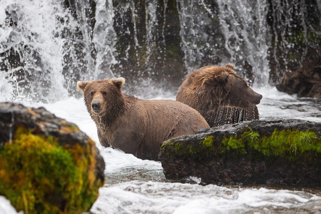 Two wild Kodiak brown bear hunting together
