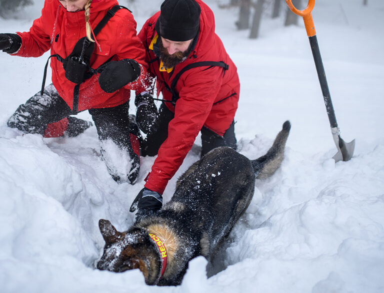 Winter search and rescue team in red jackets digging through deep snow with a trained rescue dog, illustrating the importance behind the question Do I need insurance for my hunting trip in extreme backcountry conditions.