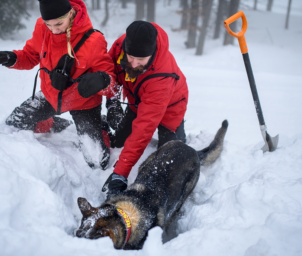 Winter search and rescue team in red jackets digging through deep snow with a trained rescue dog, illustrating the importance behind the question Do I need insurance for my hunting trip in extreme backcountry conditions.