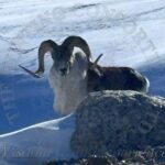 THC Tajik Blog copy7